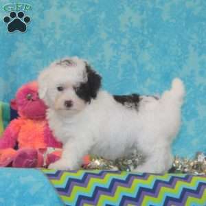 Violet, Toy Poodle Puppy